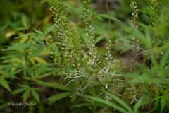 Lepidium apetalum